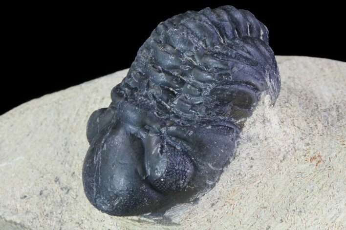 Bargain, Reedops Trilobite Fossil - Good Eye Facets #68658